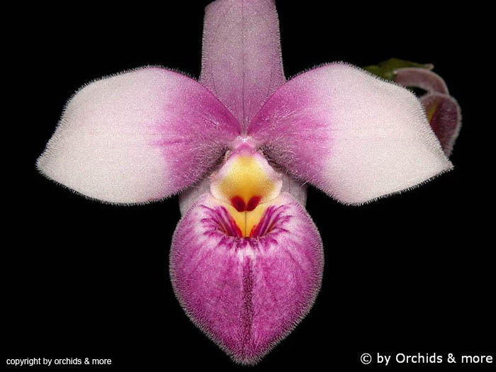 Phragmipedium_Hanne_Popow