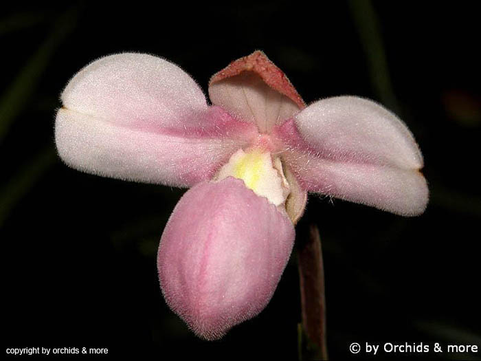 Phragmipedium_andreettae