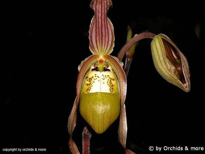 Phragmipedium_klotzscheanum