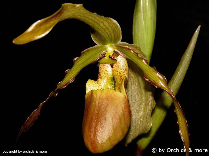 Phragmipedium_roethianum