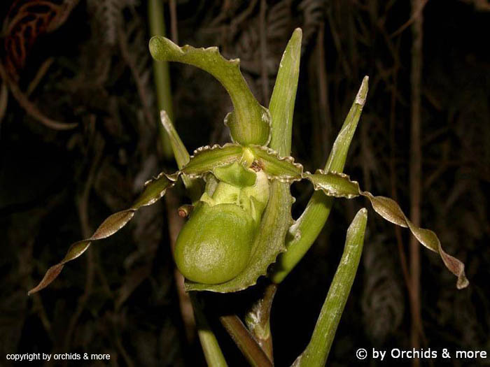 Phragmopedium_boisserianum