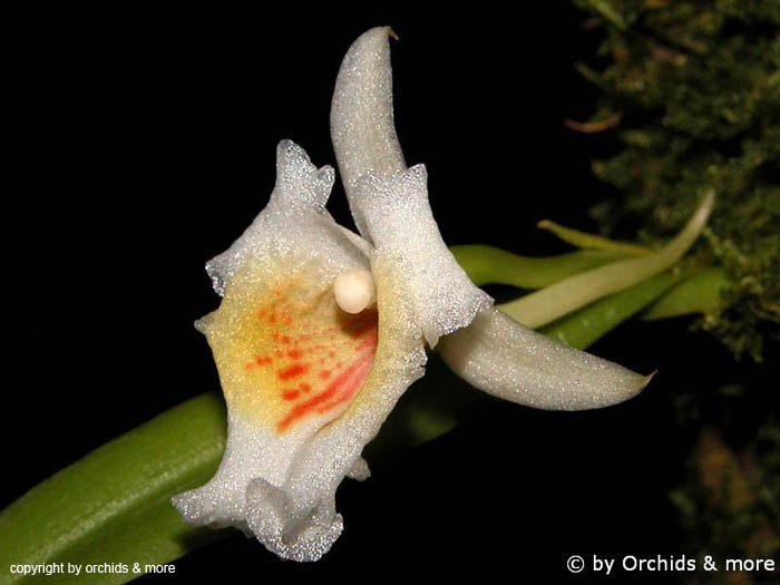 Plectrophora_triquetra
