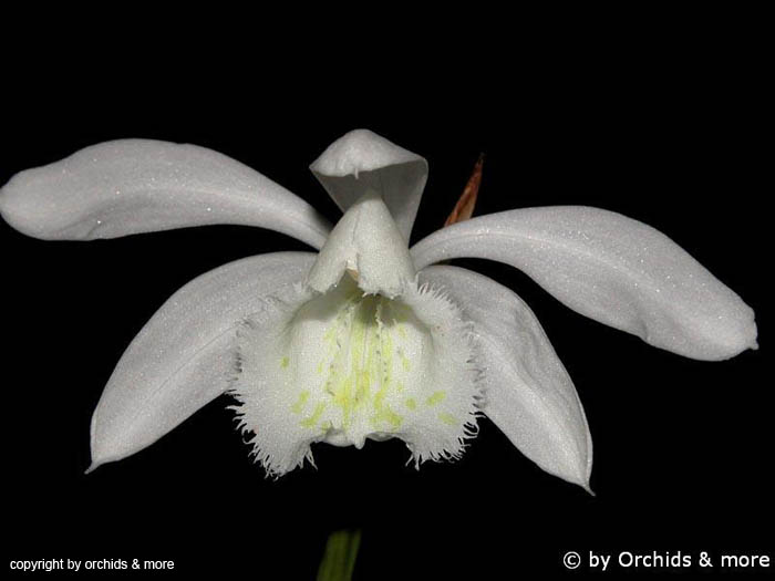 Pleione_formosanum_album