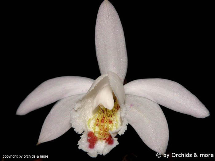 Pleione_hookeriana