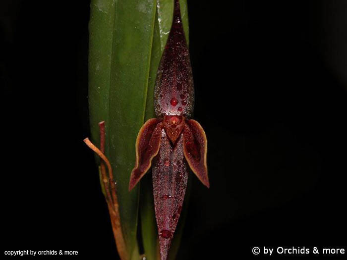 Pleurothallis_allenii