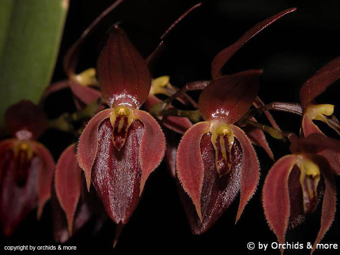 Pleurothallis_alvaroi