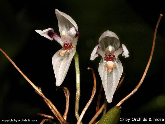 Pleurothallis_aspergillum