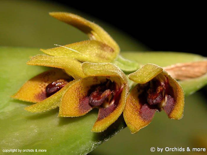 Pleurothallis_hoffmannseggiana
