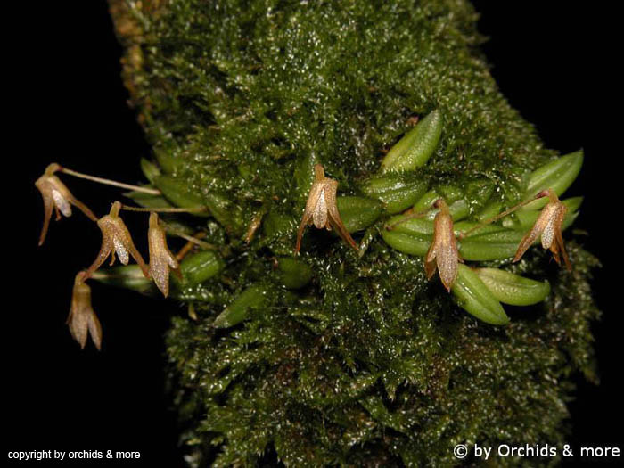 Pleurothallis_spec