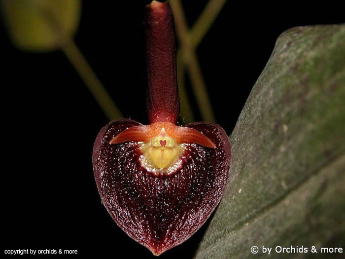 Pleurothallis_spec2