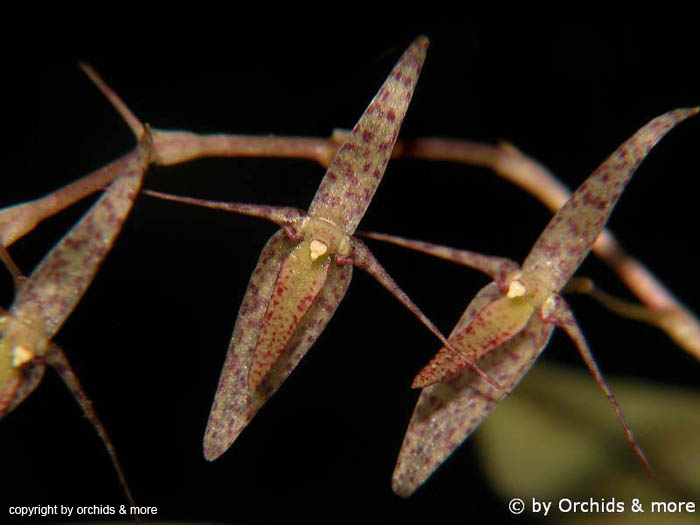 Pleurothallis_spec2_EC
