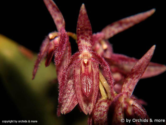 Pleurothallis_spec_EC