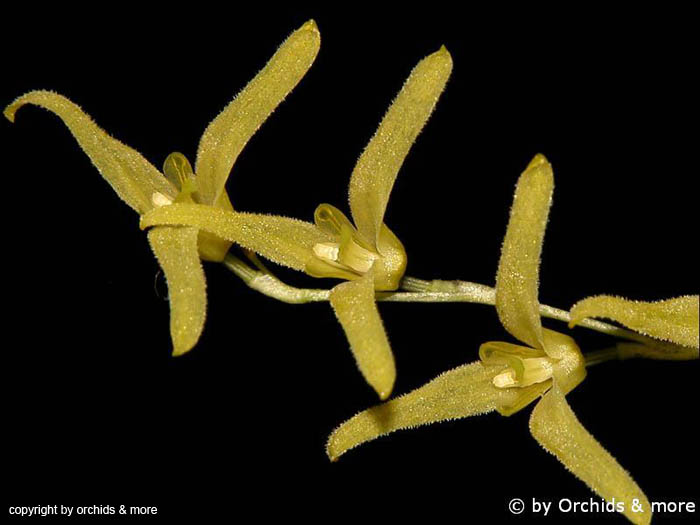 Pleurothallis_stenophylla