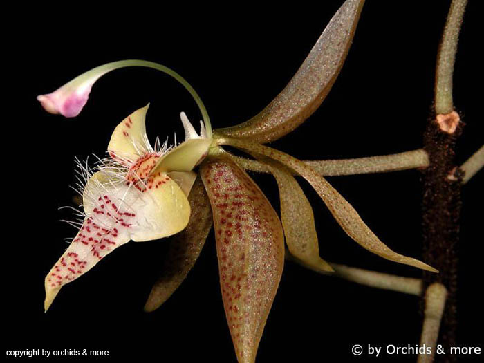 Polycycnis