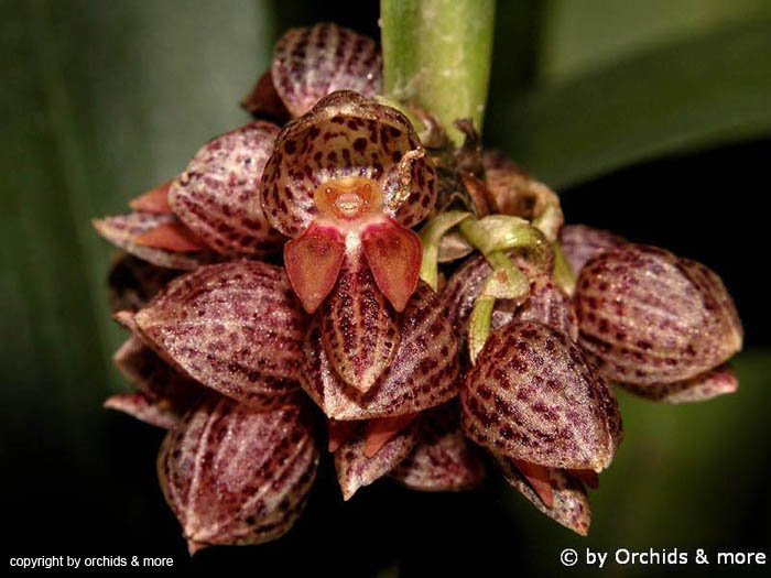 Ppleurothallis_inflata