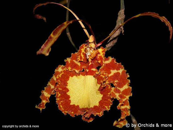 Psychopsis_papilio