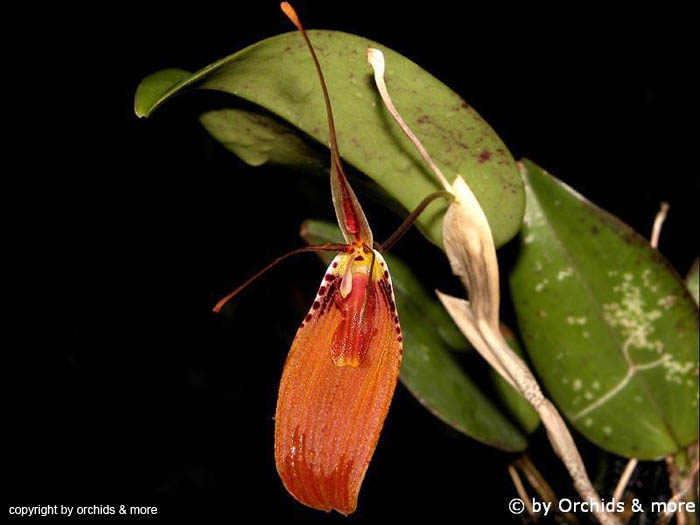 Restrepia_cuprea