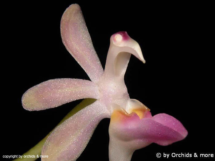 Sarcoglyphis_mirabilis