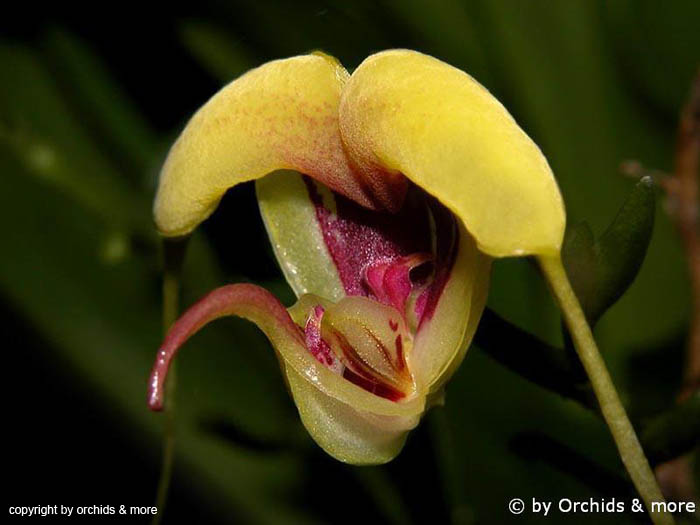 Scaphosepalum_grande