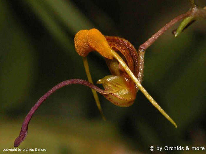 Scaphosepalum_spec