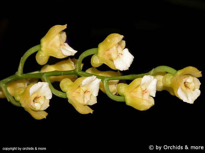 Scelochilus_spec