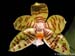 Phalaenopsis_fasciata