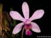 Phalaenopsis_hainanense
