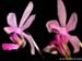 Phalaenopsis_hainanensis_taenalis_