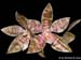 Phalaenopsis_hieroglyphica