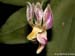 Phalaenopsis_minus