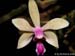 Phalaenopsis_stobartiana