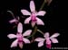 Phalaenopsis_taenialis