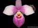 Phragmipedium_Hanne_Popow