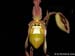 Phragmipedium_klotzscheanum