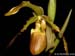 Phragmipedium_roethianum