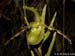 Phragmopedium_boisserianum