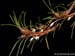 Pitiphyllum