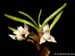Pitiphyllum2