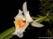 Plectrophora_triquetra