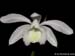 Pleione_formosanum_album