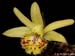 Pleione_forrestii