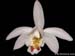 Pleione_hookeriana