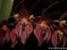 Pleurothallis_alvaroi