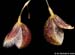 Pleurothallis_cypripedioides