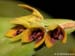 Pleurothallis_hoffmannseggiana