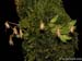 Pleurothallis_spec