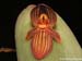 Pleurothallis_spec10