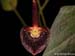 Pleurothallis_spec2