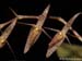 Pleurothallis_spec2_EC