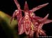 Pleurothallis_spec_EC